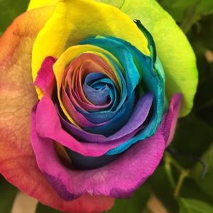 Meet your Posher, Jacqueline